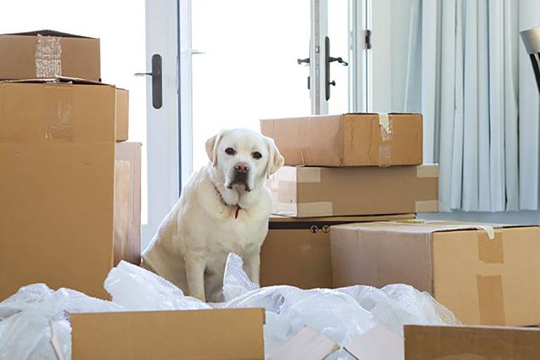 Tips For Moving with Dogs and Cats 3 13