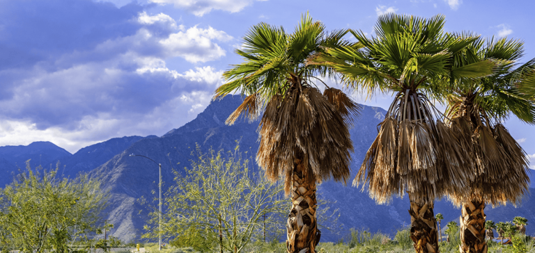 Palm Desert Palm Desert 1