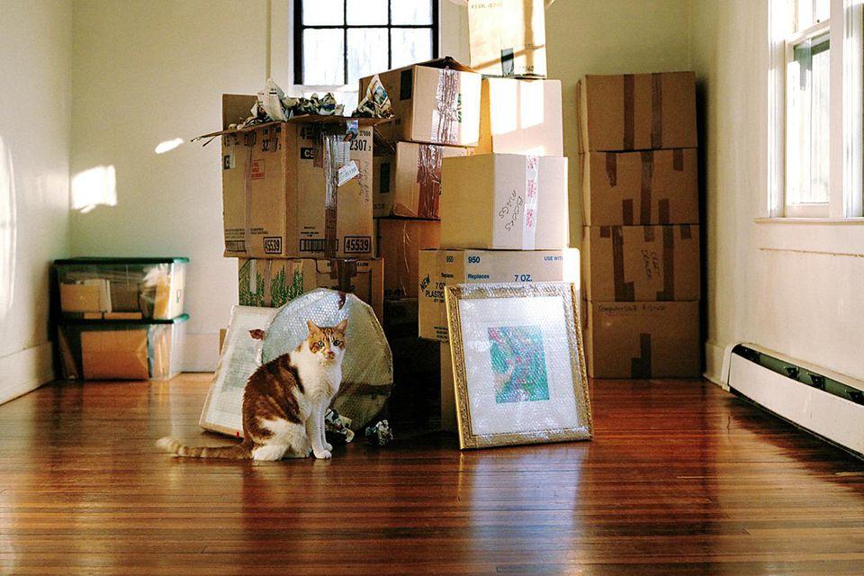 Tips For Moving with Dogs and Cats moving with your cat