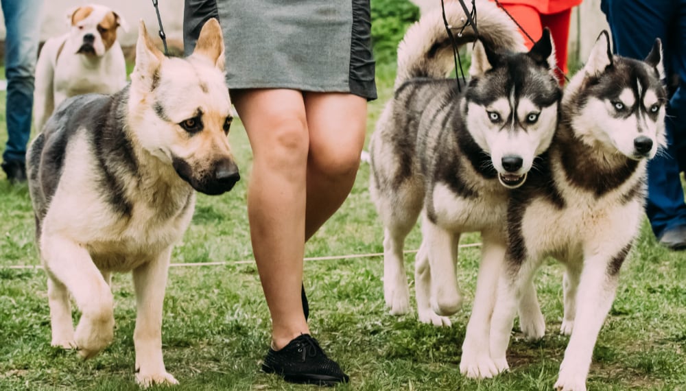 Dog Boarding and Daycare: All You Need to Know when Boarding Your Pup alsatian wolf dog or german shepherd dog and two h 2022 02 01 23 41 24 utc