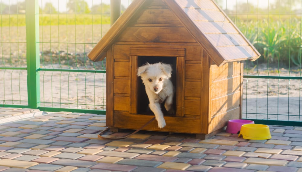 Dog resting peacefully in a comfortable crate at boarding, TrekMovers