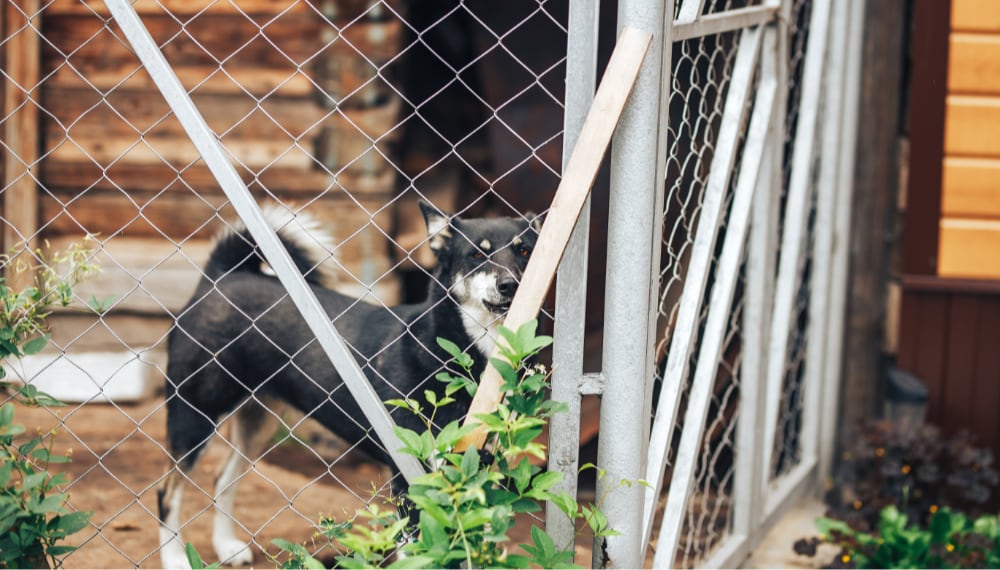 Dog Boarding and Daycare: All You Need to Know when Boarding Your Pup black dog mongrel sad sitting in a cage in a dog k 2021 09 03 16 13 32 utc