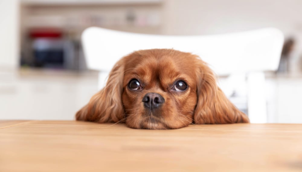 Dog Boarding and Daycare: All You Need to Know when Boarding Your Pup cute dog behind the kitchen table 2022 02 08 22 39 25 utc