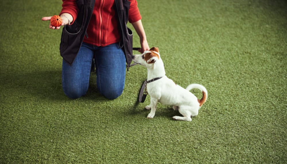 Staff member greeting a dog arriving for boarding services, TrekMovers