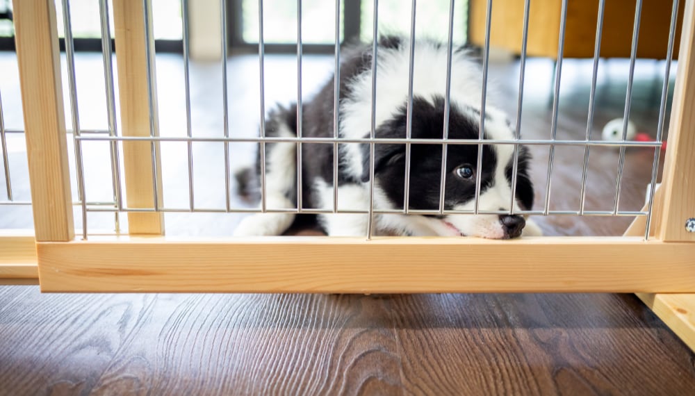 Dog resting comfortably in a cozy boarding kennel room, TrekMovers