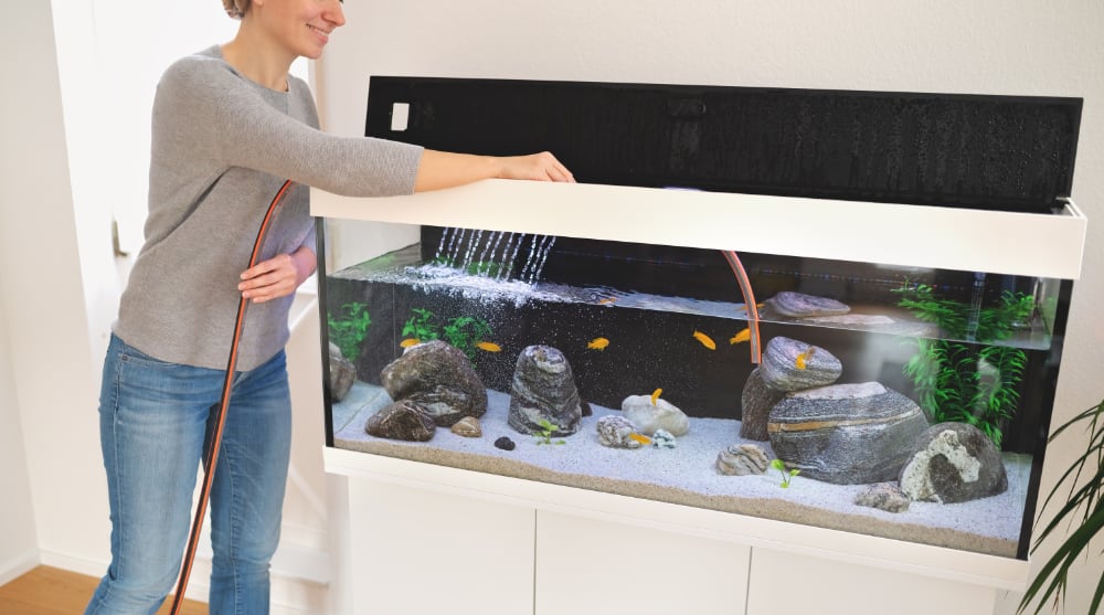 How to Move a Fish Tank to a New House young woman is changing water and cleaning the aqu 2022 11 17 01 01 28 utc