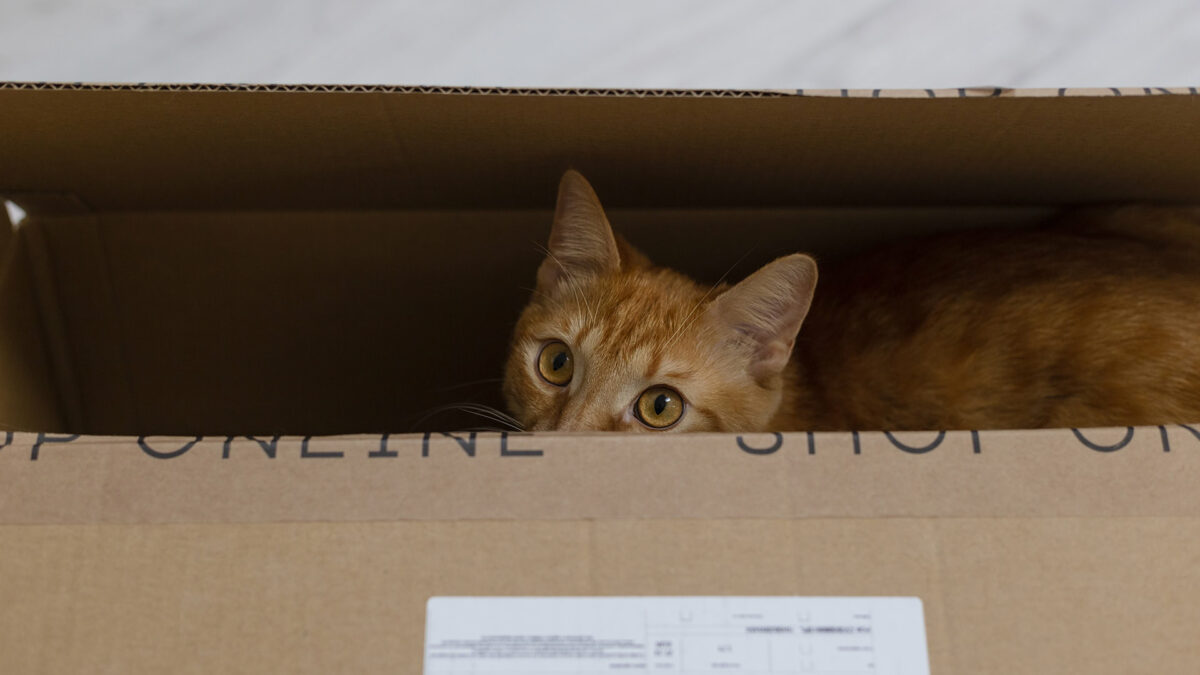 Moving long distance with cats: Tips for a smooth transition  