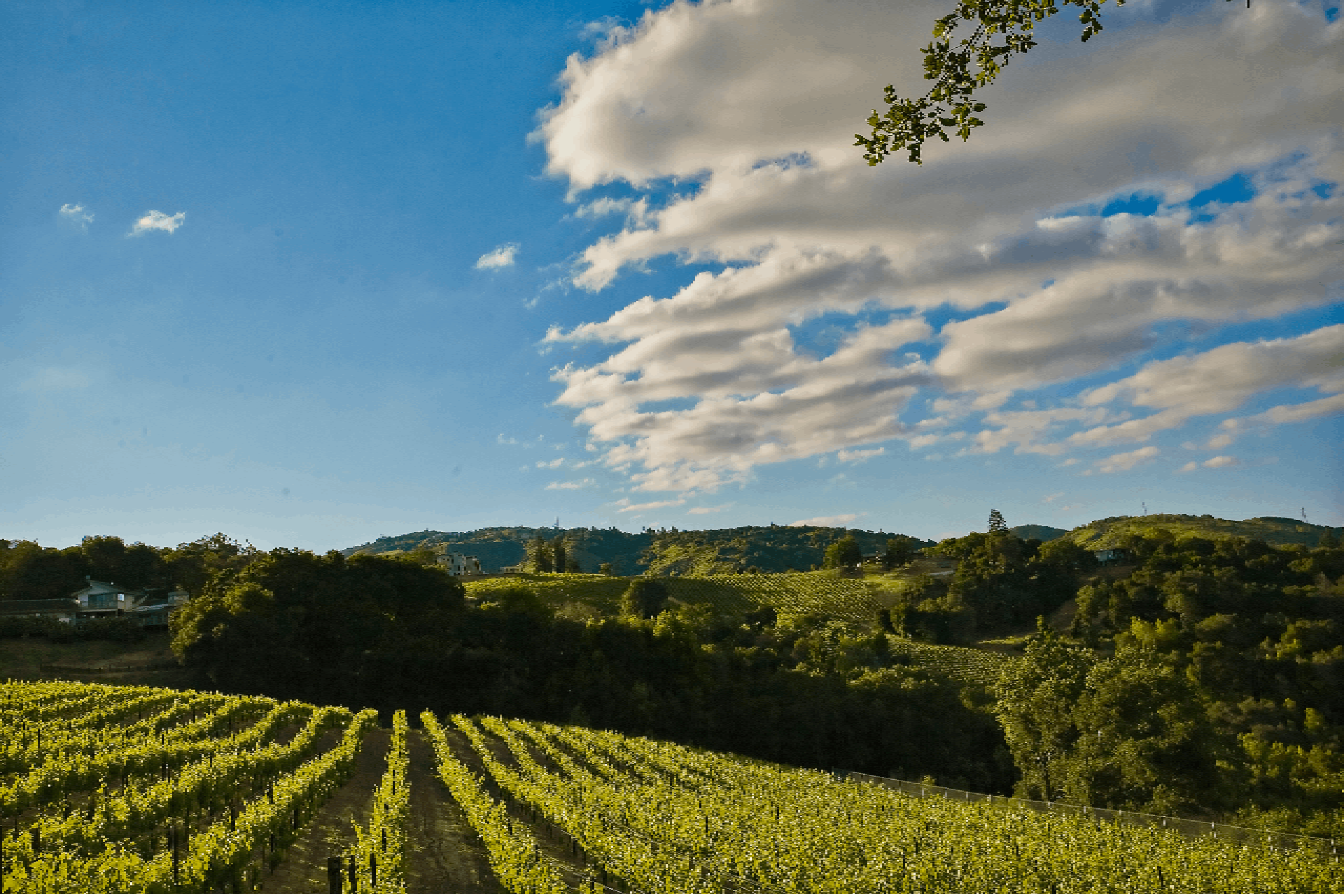 Vineyard in Los Gatos Hills California